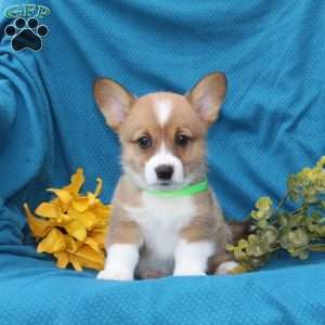 Russel, Pembroke Welsh Corgi Puppy